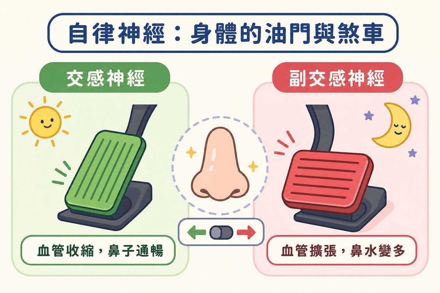 自律神經就像身體的油門與煞車